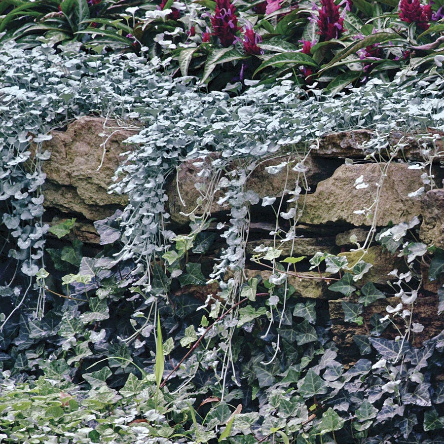 Silver Falls Dichondra Ground Cover Seeds