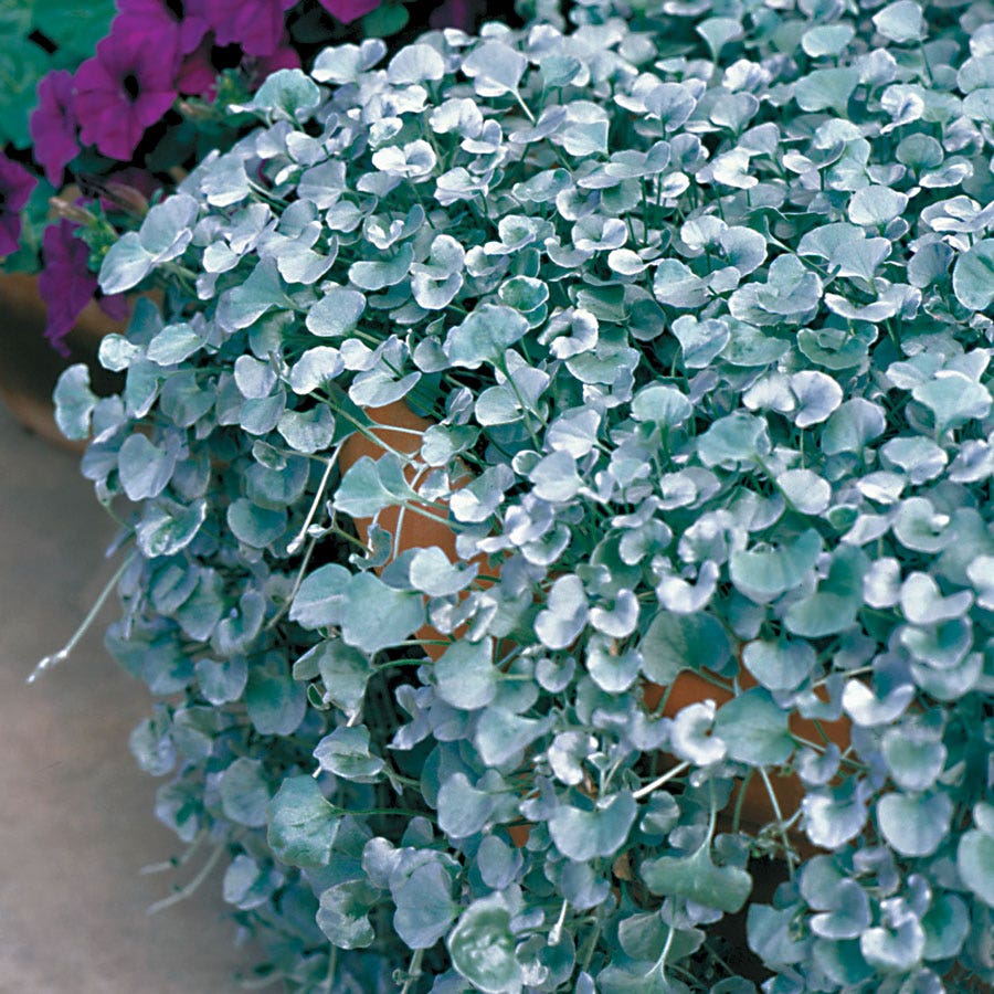 Silver Falls Dichondra Ground Cover Seeds