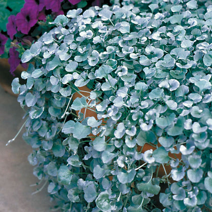 Silver Falls Dichondra Ground Cover Seeds