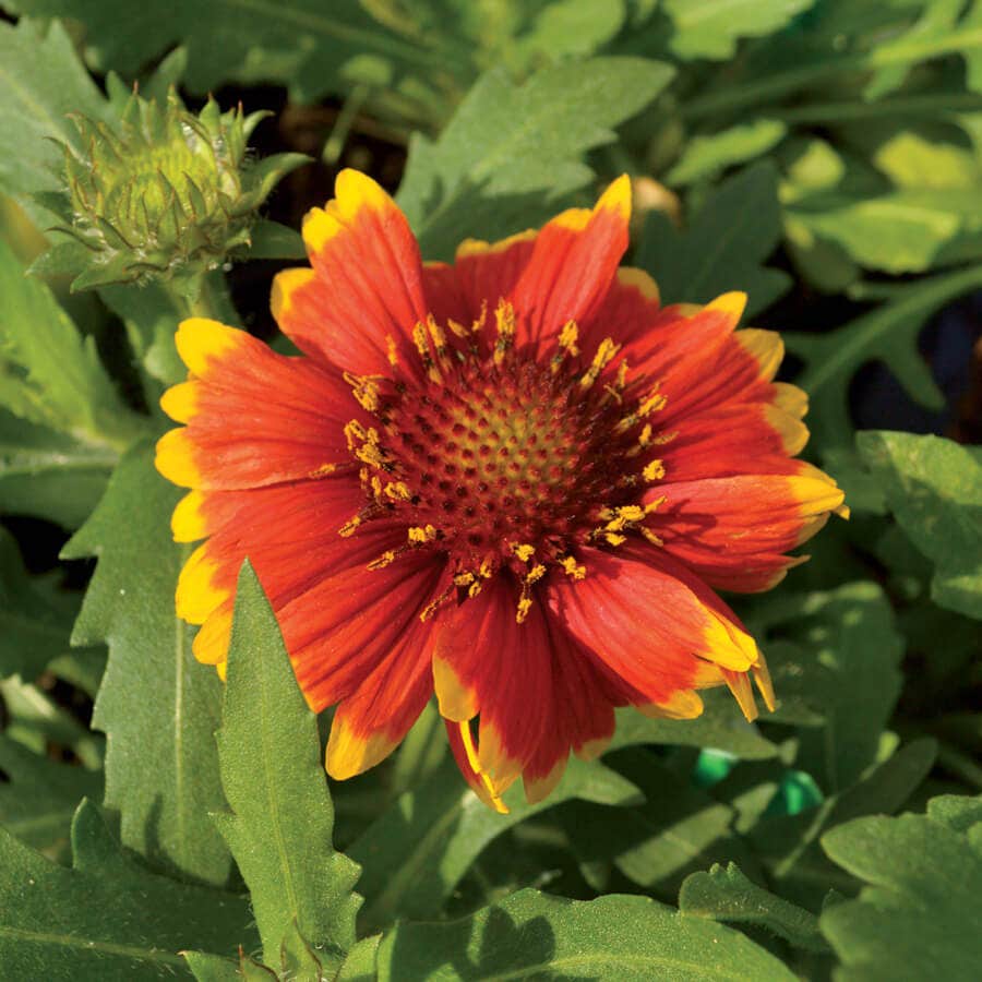 Arizona Sun Blanket Flower Seeds