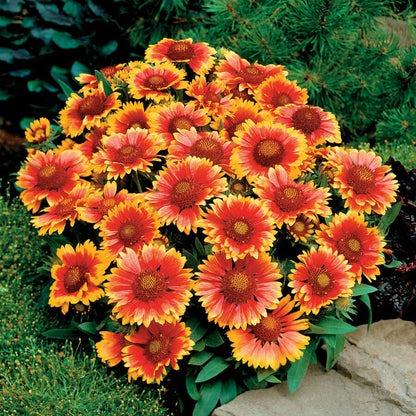 Arizona Sun Blanket Flower Seeds