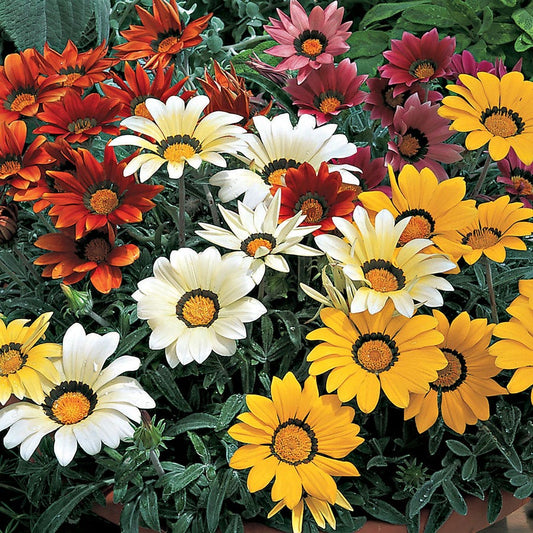 Frosty Kiss™ Mix Gazania Seeds