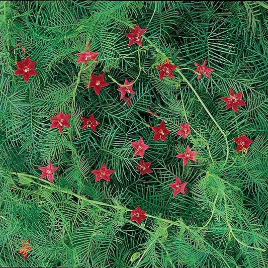 Red Cypress Vine Seeds
