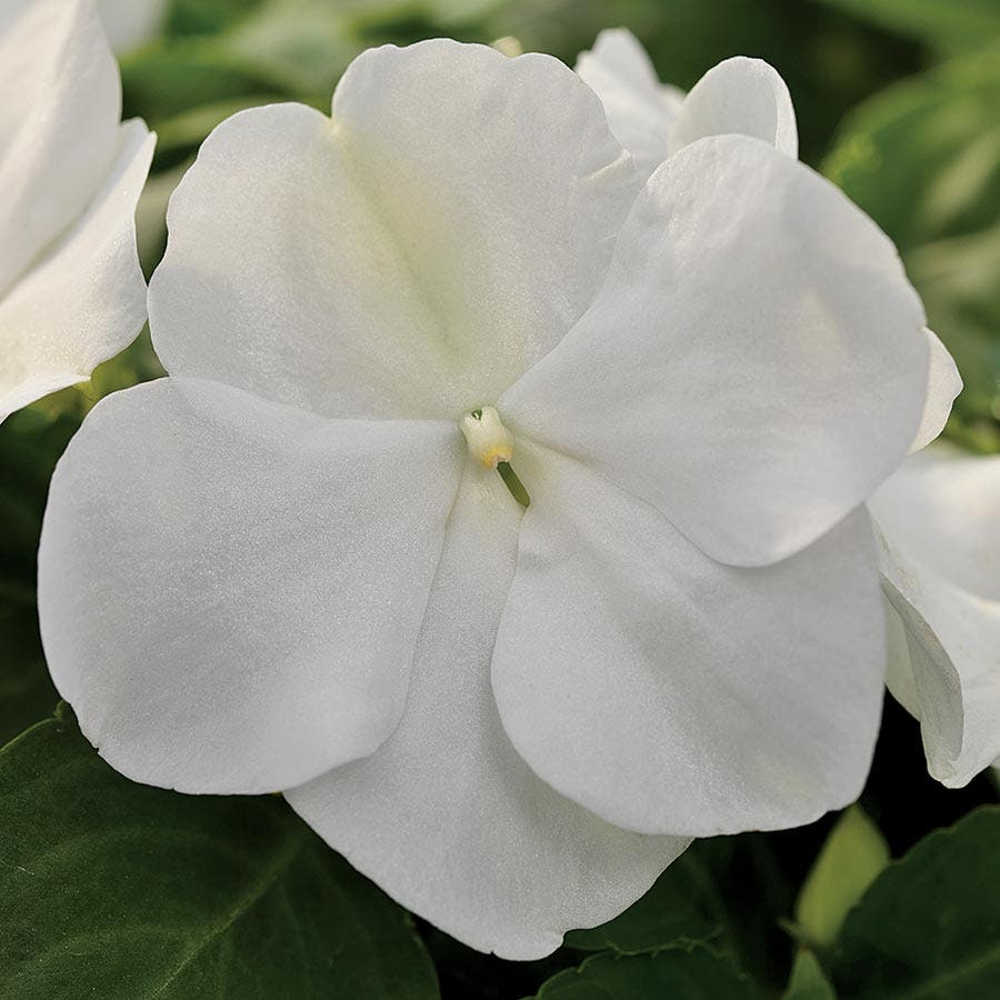 Xtreme™ White Hybrid Impatiens Seeds
