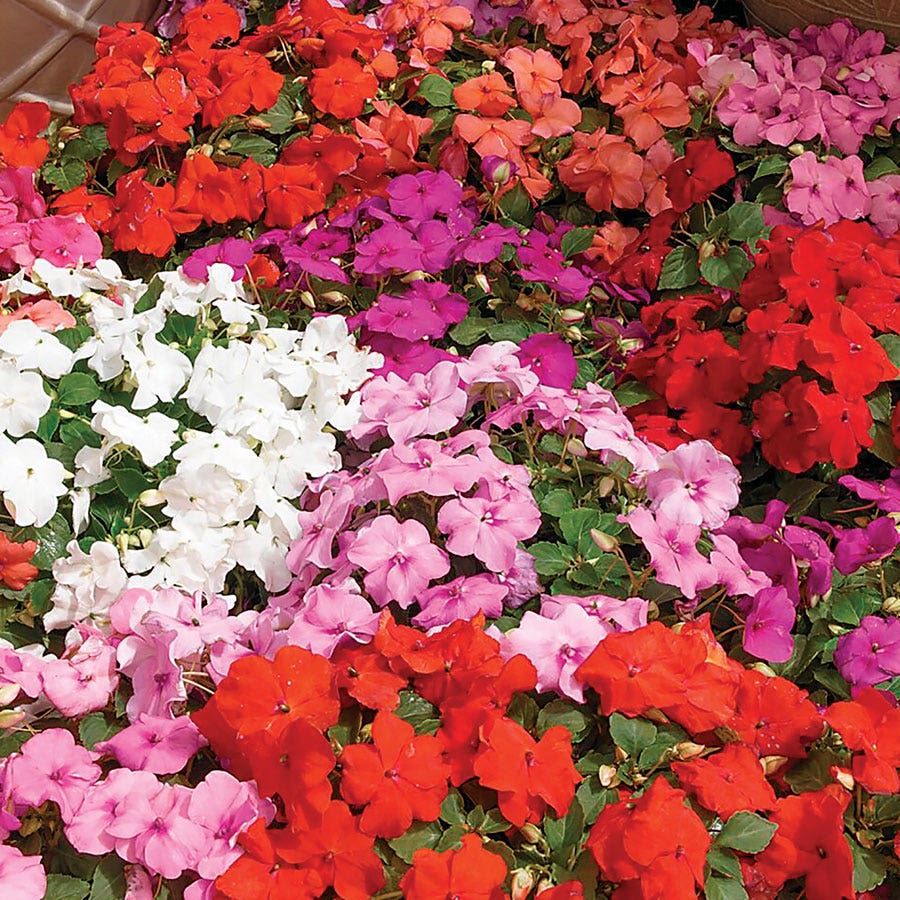 Xtreme™ Mix Hybrid Impatiens Seeds