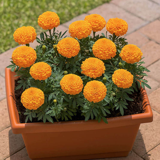 Park's Whopper Orange Marigold Seeds