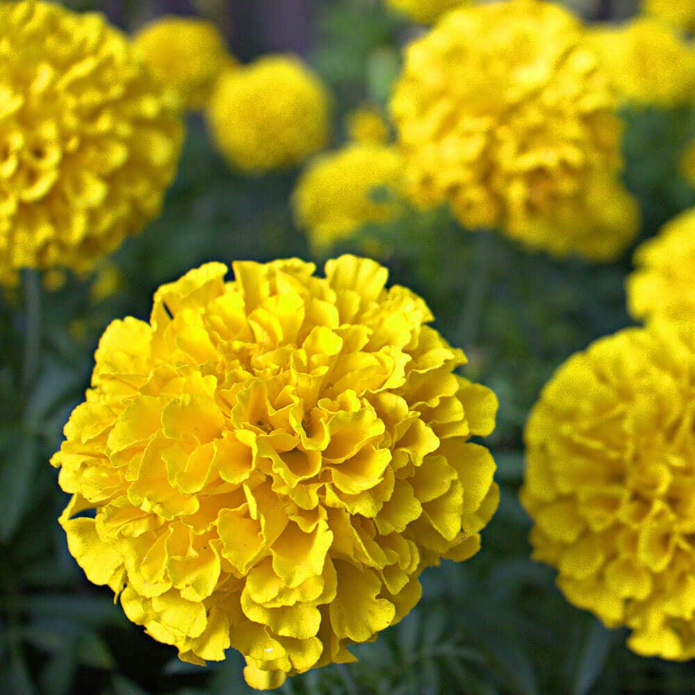 Park's Whopper Yellow Marigold Seeds