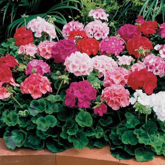 Maverick™ Mix Geranium Seeds