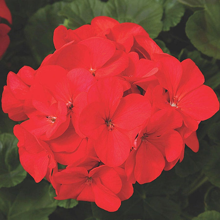 Geranium Seeds | Shop 30+ Varieties | Non-GMO – Park Seed