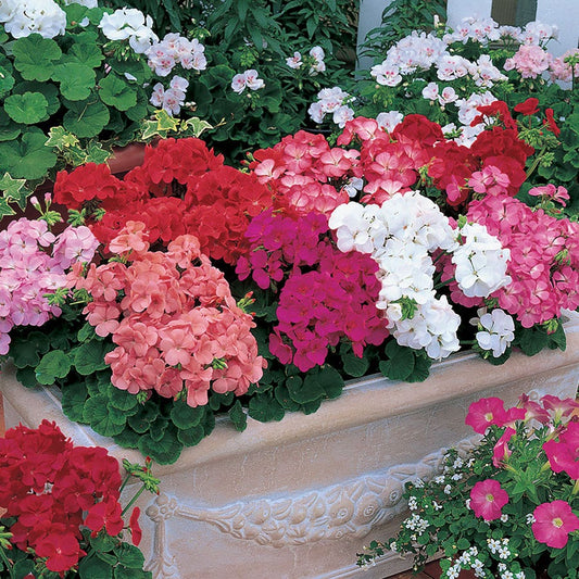 Multibloom™ Mix Hybrid Geranium Seeds