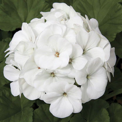 Maverick™ White Hybrid Geranium Seeds