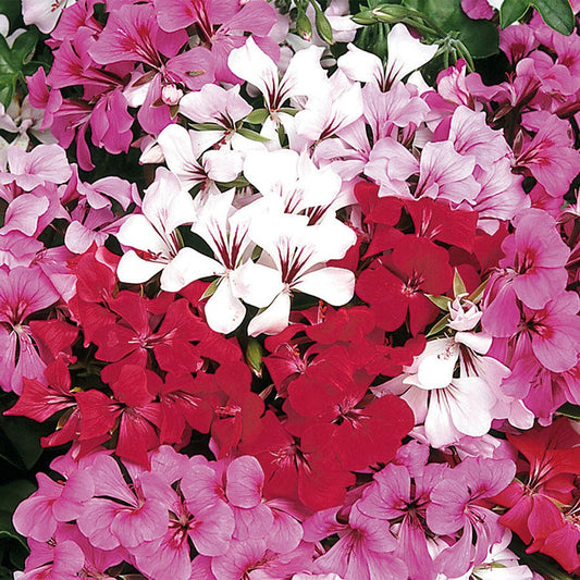 Tornado™ Mix Geranium Seeds