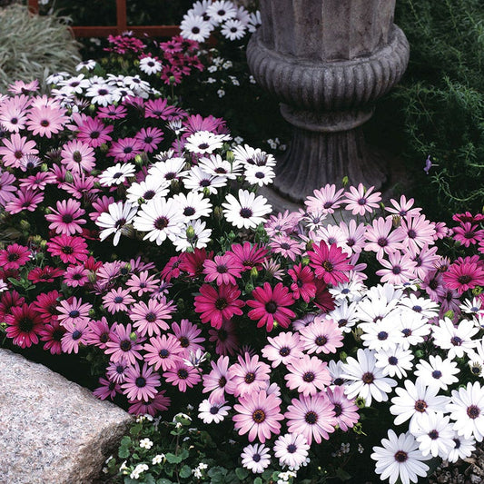 Passion™ Mix Osteospermum Seeds