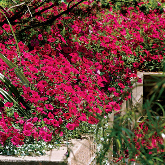 Tidal Wave® Cherry Petunia Seeds