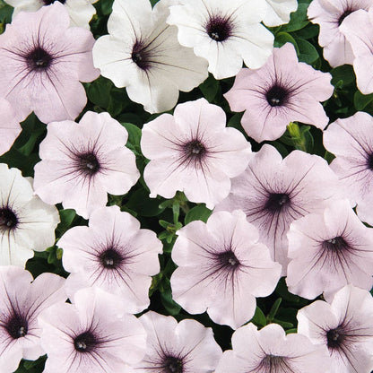 Tidal Wave® Silver Petunia Seeds