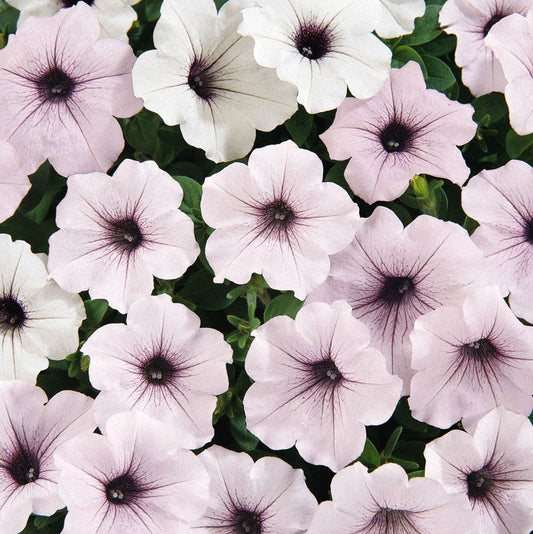 Tidal Wave® Silver Petunia Seeds