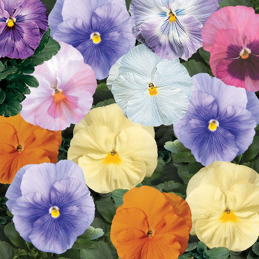 Delta® Classic Watercolors Mix Pansy Seeds