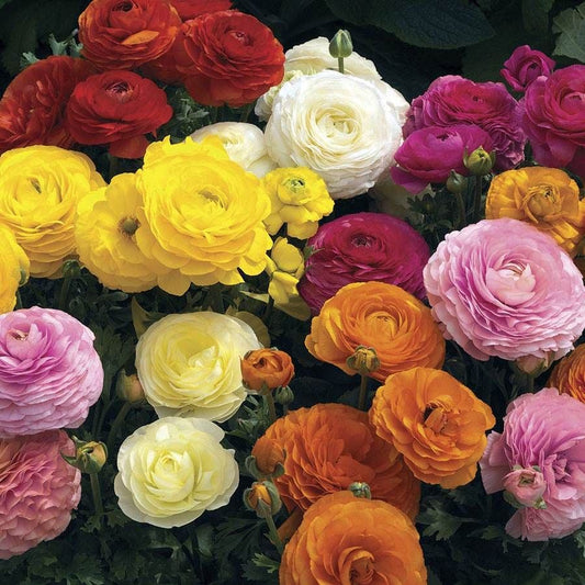 Maché™ Mix Ranunculus Seeds