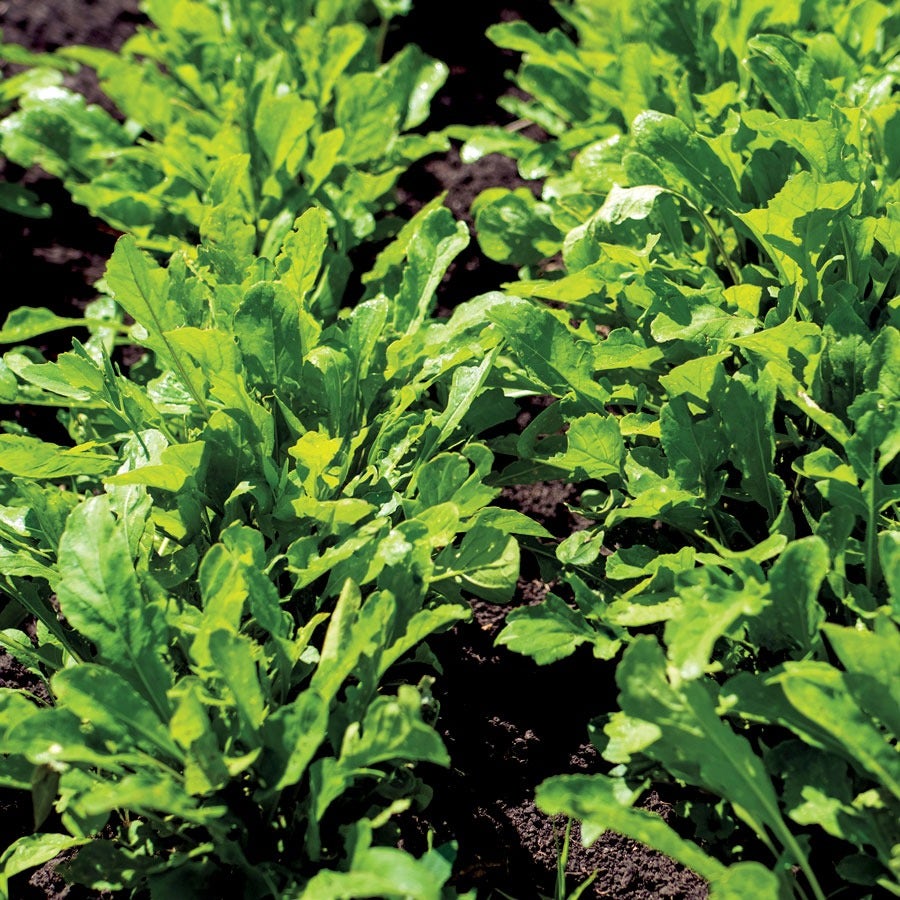Arugula Seeds