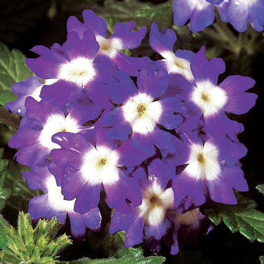 Obsession™ Blue with Eye Verbena Seeds