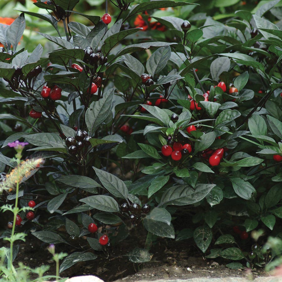 Black Pearl Ornamental Pepper Seeds