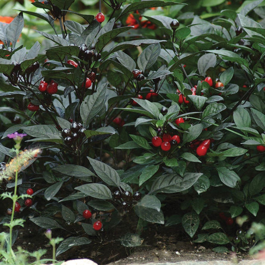 Black Pearl Ornamental Pepper Seeds