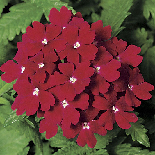 Obsession™ Red Hybrid Verbena Seeds