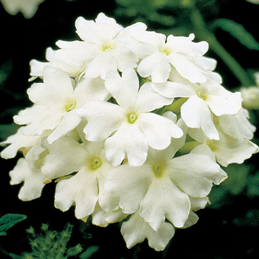 Obsession™ White Hybrid Verbena Seeds