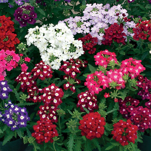 Obsession™ Mix Hybrid Verbena Seeds
