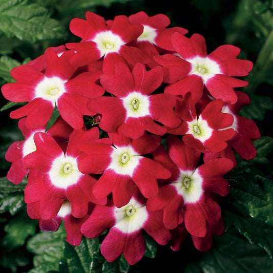 Obsession™ Red with Eye Hybrid Verbena Seeds