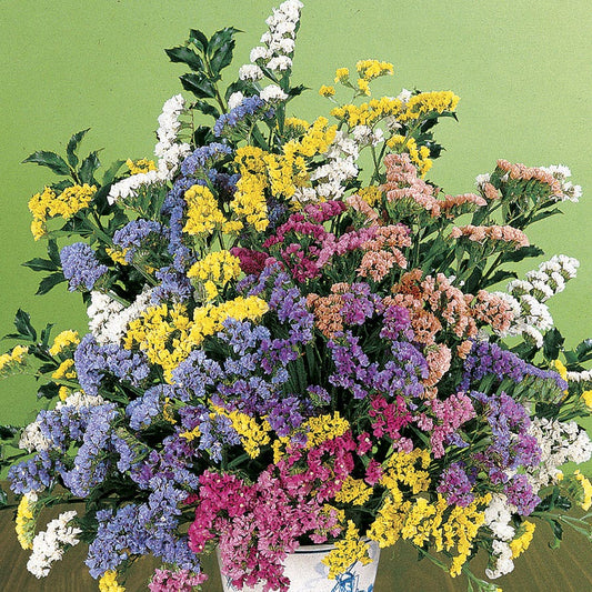 Soiree Mix Statice Flower Seeds