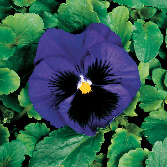 Colossus™ Deep Blue w/Blotch Hybrid Pansy Seeds