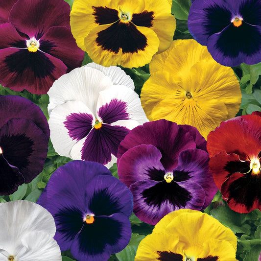 Colossus™ Mix Hybrid Pansy Seeds