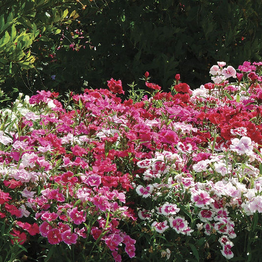 Ideal Select™ Hybrid Mix Dianthus Seeds