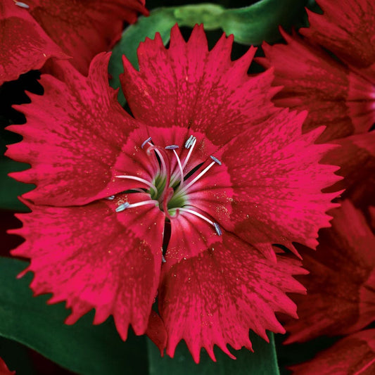 Ideal Select™ Red Hybrid Dianthus Seeds