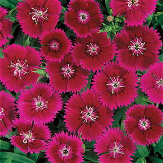 Ideal™ Violet Dianthus Seeds
