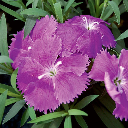Diana Blueberry Dianthus Seeds