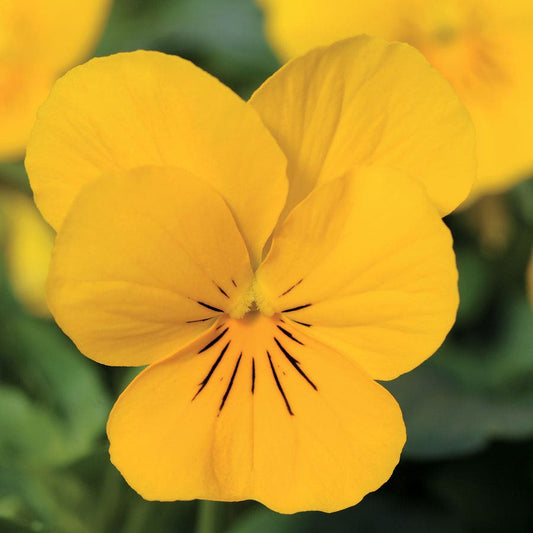 Sorbet® XP Yellow Viola Seeds