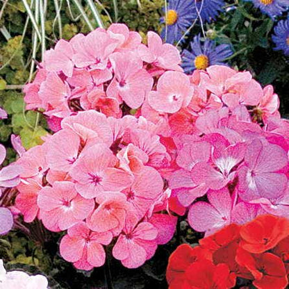 salmon geranium seeds Geranium Nano™ Salmon Seeds – Park Seed