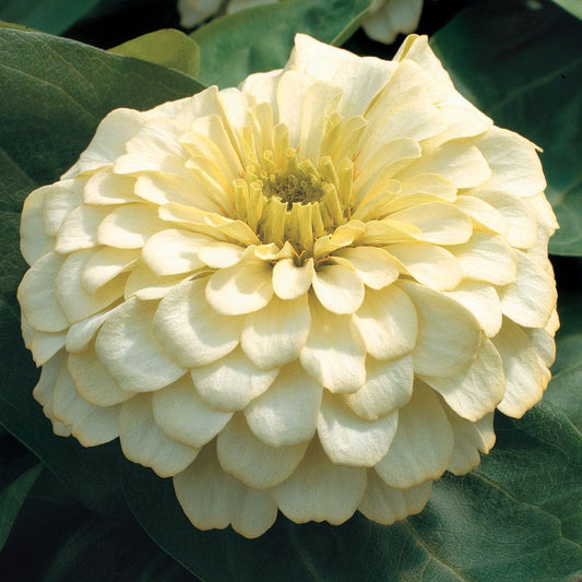 Magellan™ Ivory Zinnia Seeds