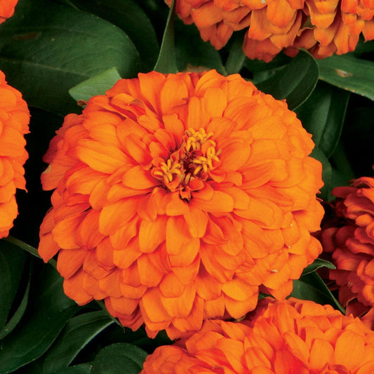 Magellan™ Orange Zinnia Seeds