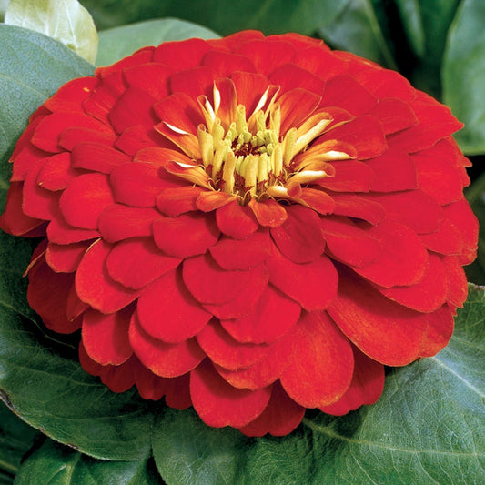 Magellan™ Scarlet Zinnia Seeds