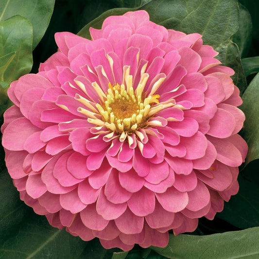 Magellan™ Pink Zinnia Seeds