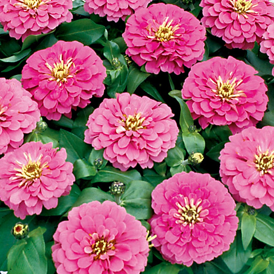 Magellan™ Pink Zinnia Seeds