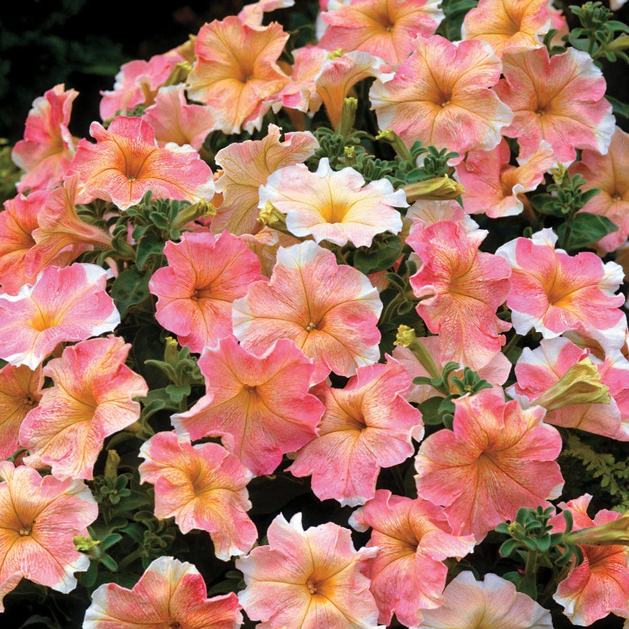 Dolcissima Flambe Petunia Seeds – Park Seed