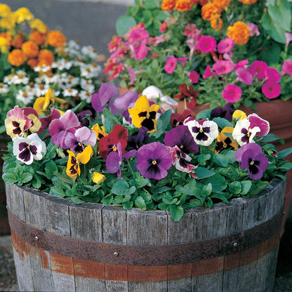 Majestic Giants II Mix Pansy Seeds