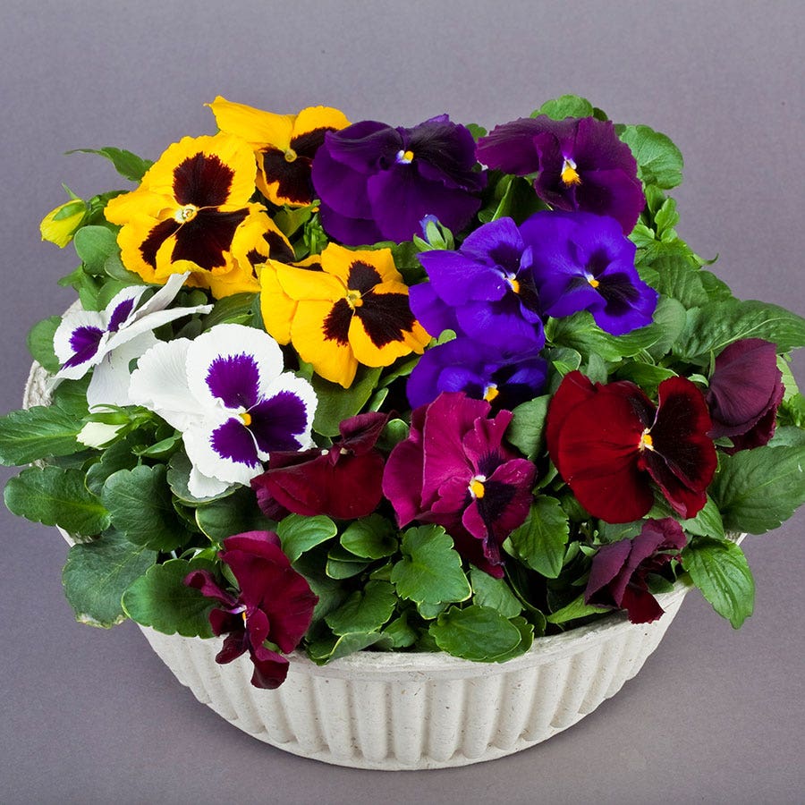 Majestic Giants II Mix Pansy Seeds