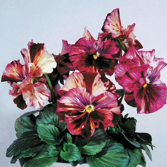 Chianti Terracotta Pansy Seeds