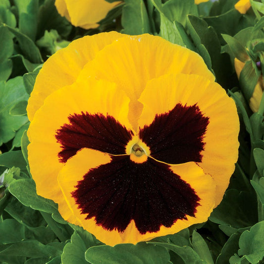 Majestic Giants II Yellow w/Blotch Hybrid Pansy Seeds