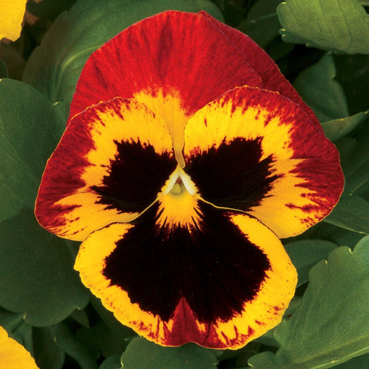 Majestic Giants ll Fire Hybrid Pansy Seeds